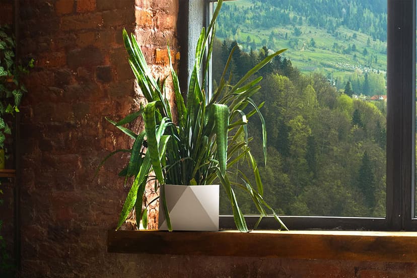 6 Indoor Gardening Tips You Cannot Afford To Miss