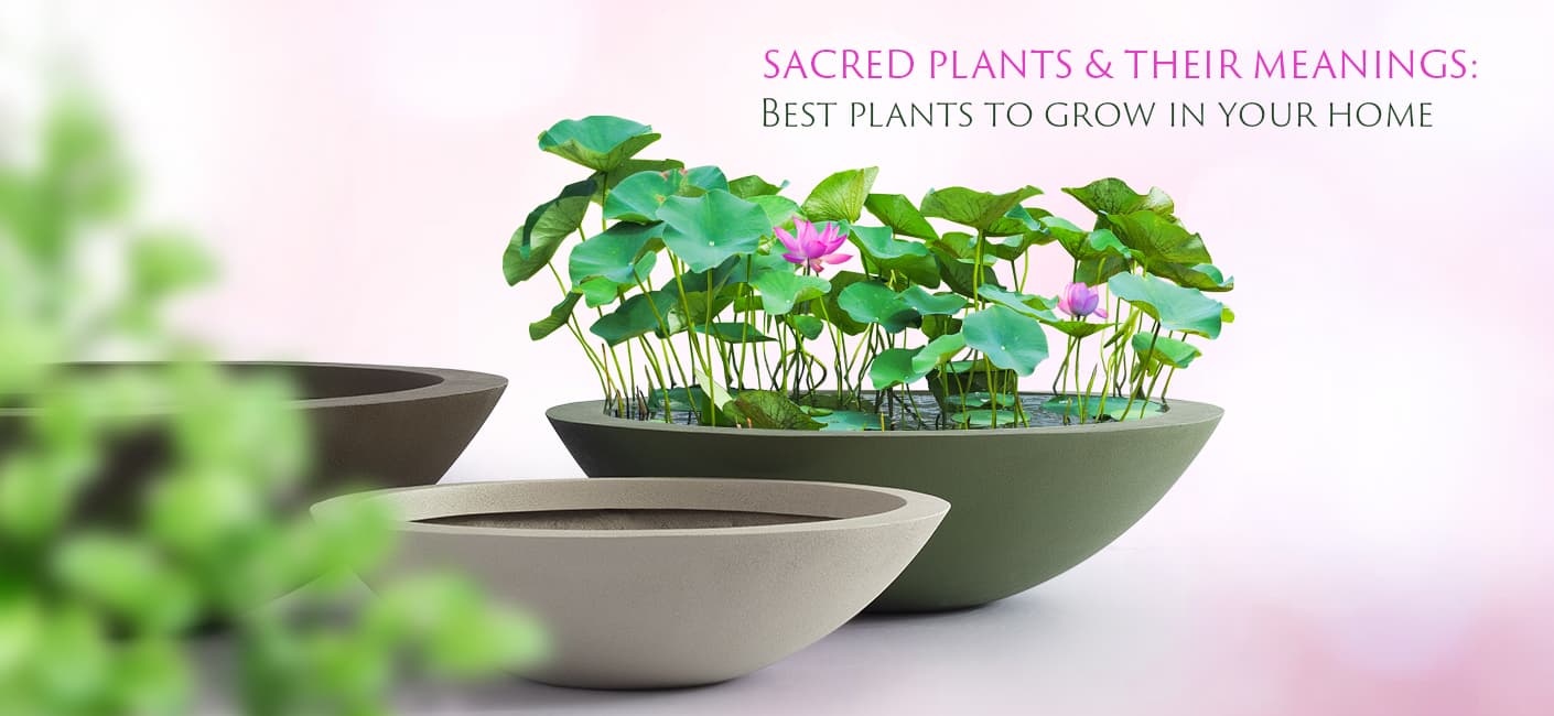 Sacred Plants