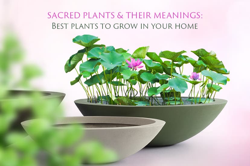 Sacred Plants