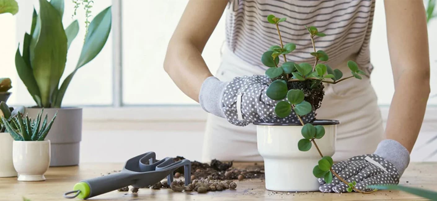 Experience the Joy of having a Bonsai Plant in your Indoor Garden