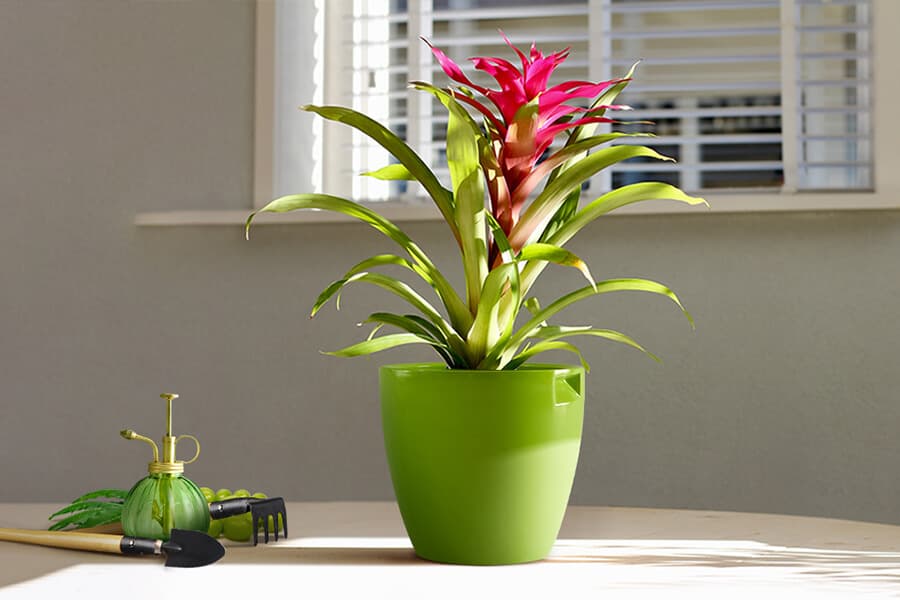 winter care tips for houseplants