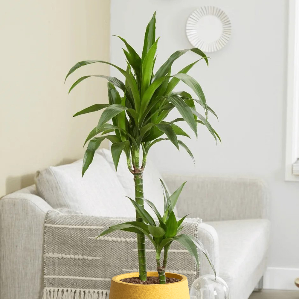 Dracena plant potted inside a fiberglass planter placed besides the sofa 