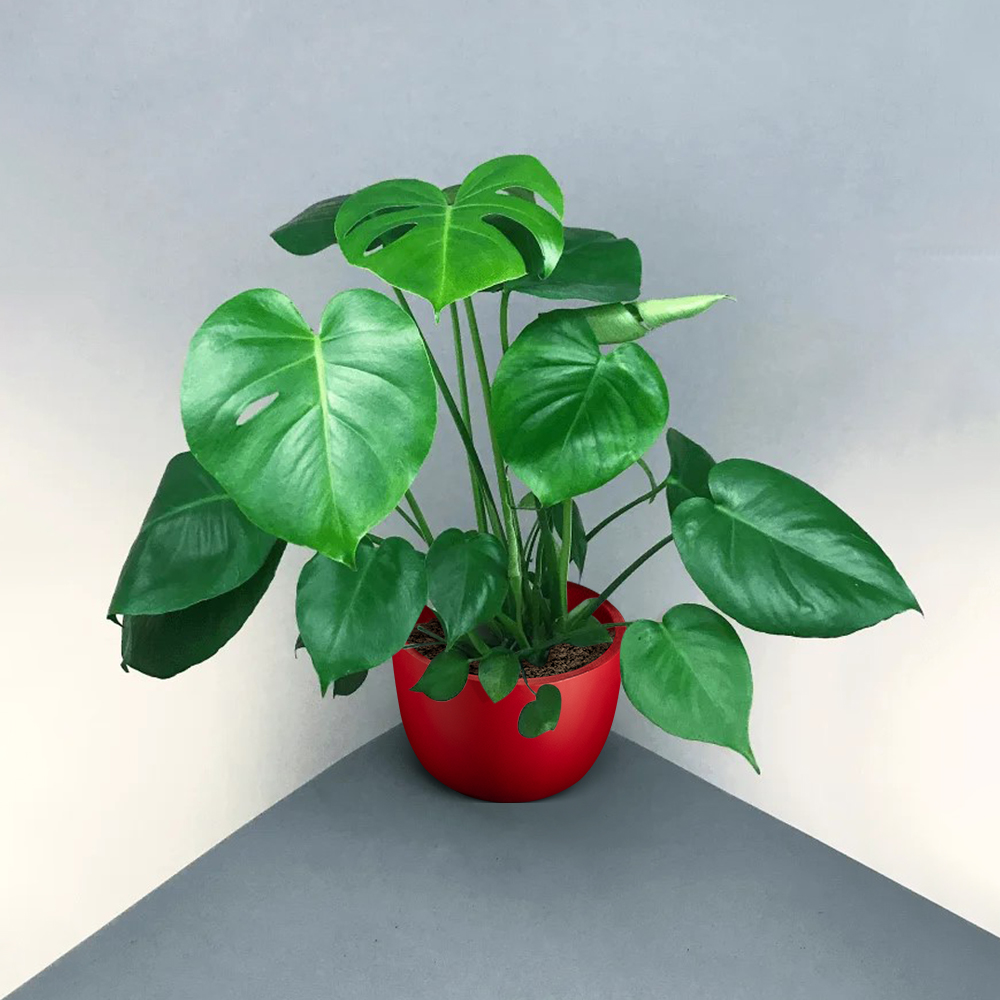 philondendron potted inside a red small planter