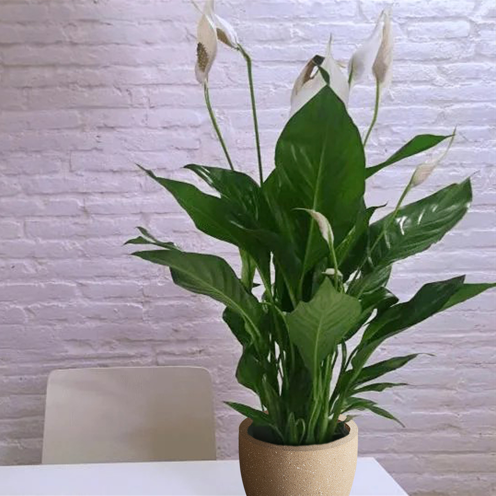 peace liliy potted inside a designer Planter