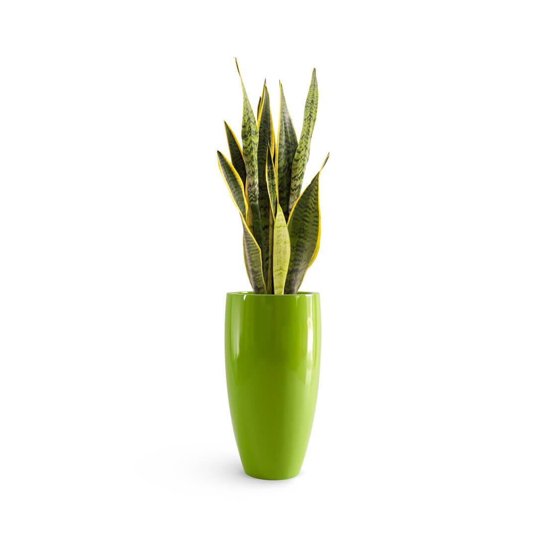 green frp planter with snake plant planted