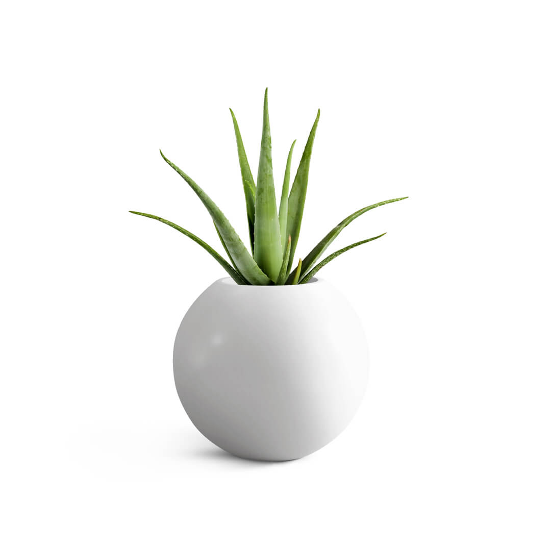 round frp planters with aloevera plant