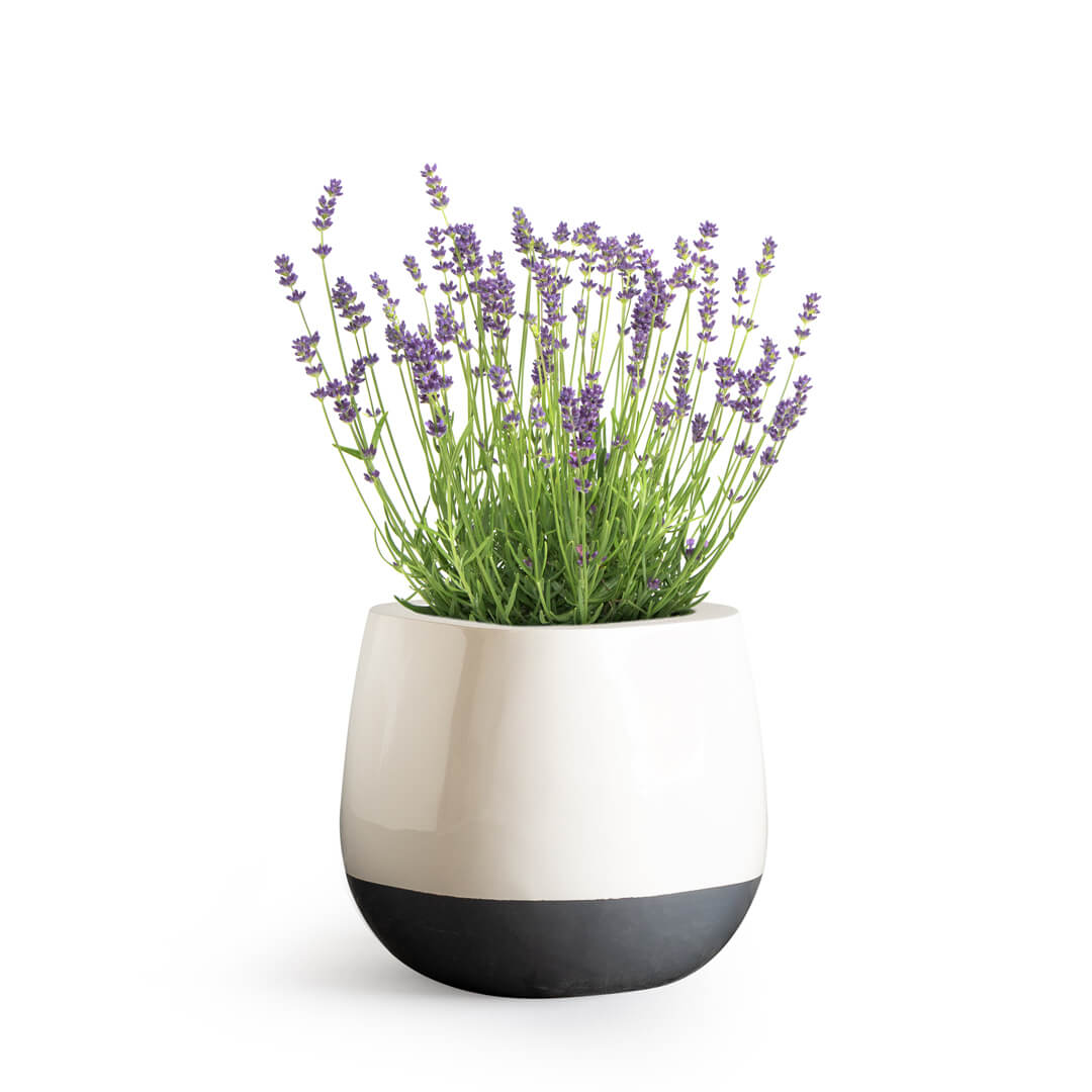 square shaped fiberglass planter with lavender planted inside