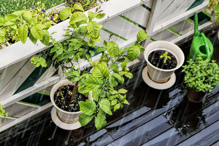 how to collect rainwater for plants