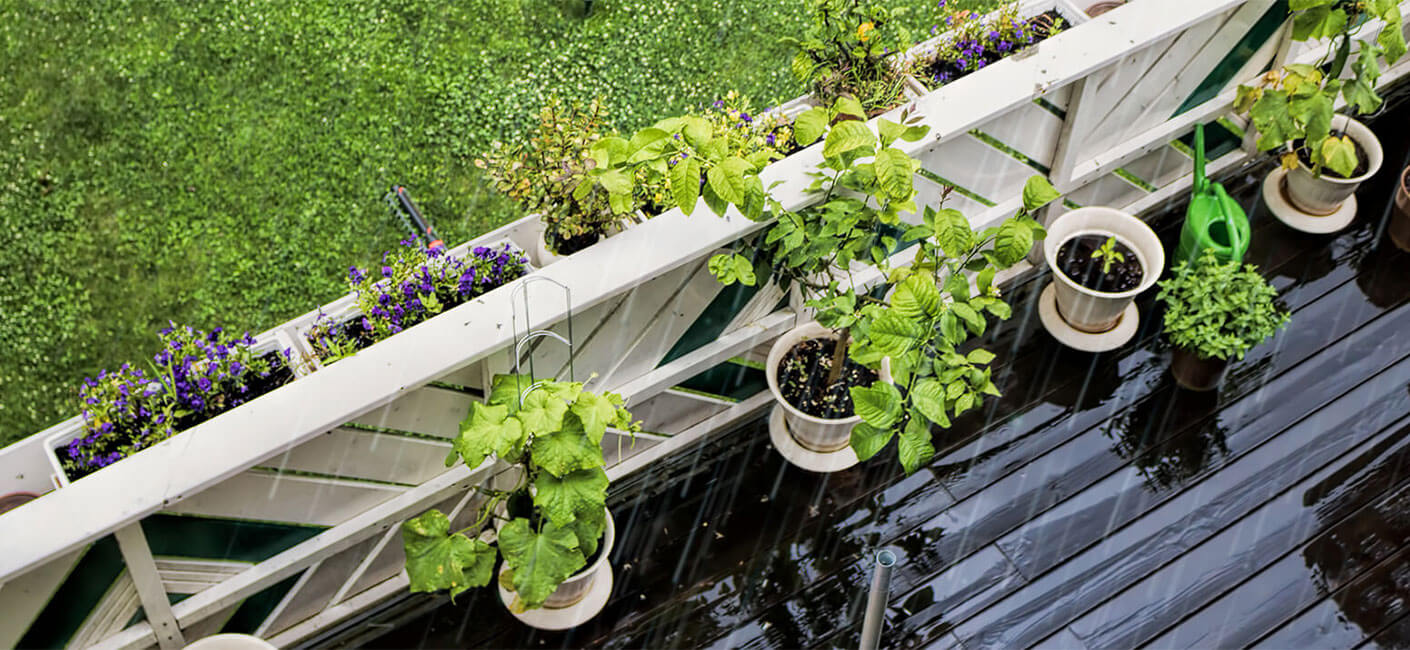 Rainwater for healthier indoor and garden plants / Effect of rainwater on plants