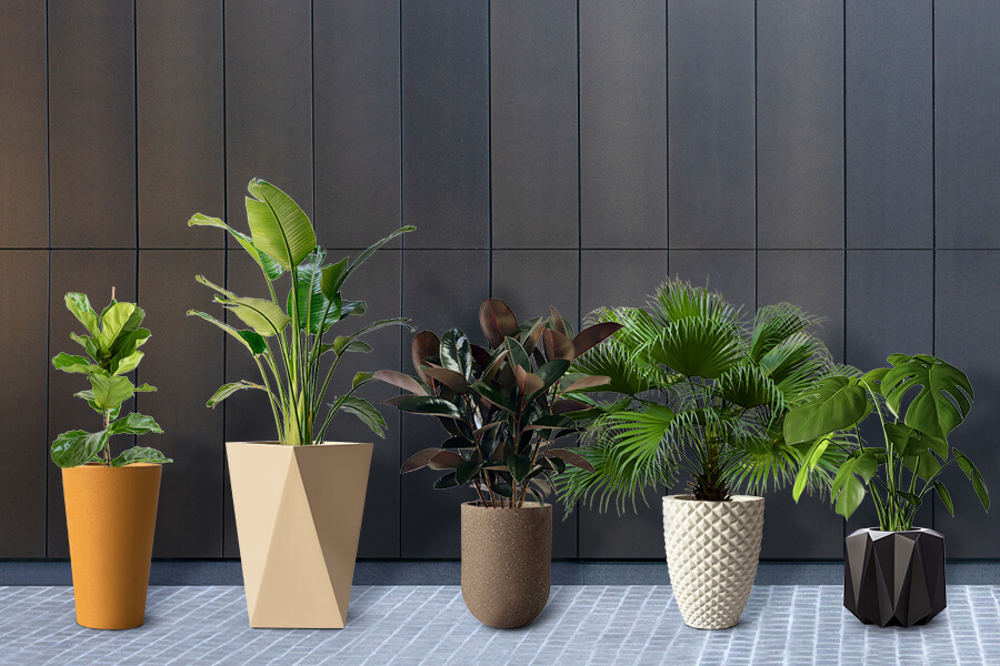 5 Plants You Can Grow Using Large Planters