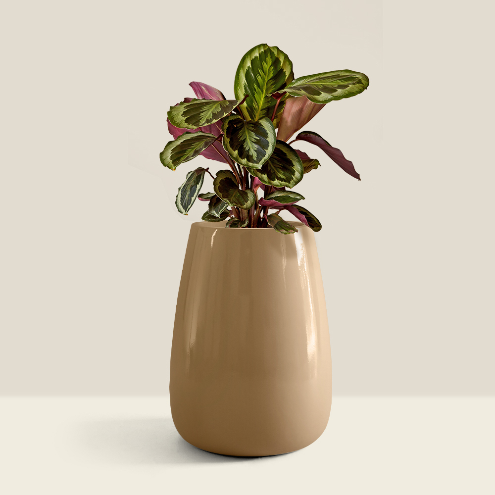 Vonny Planter in buff colour and gloss finish from bonasil's existo collection. Fiber pots manufacturer in Ahmedabad.