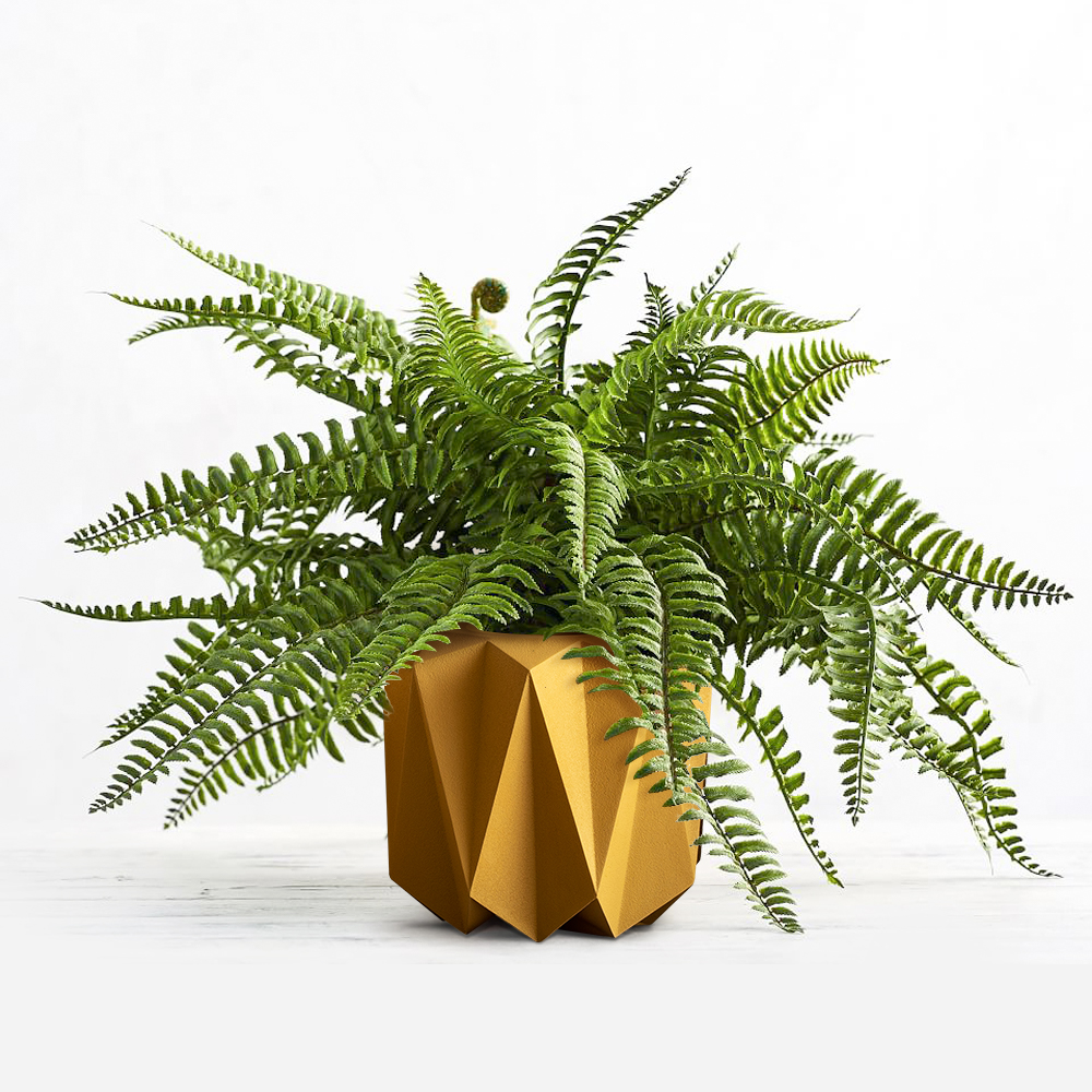 boston fern plant potted inside a yellow frp planter