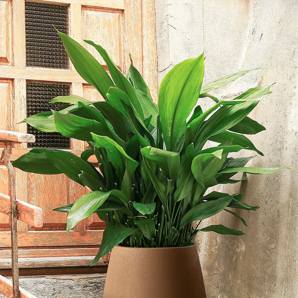 cast iron plant potted inside a fiberglass planter