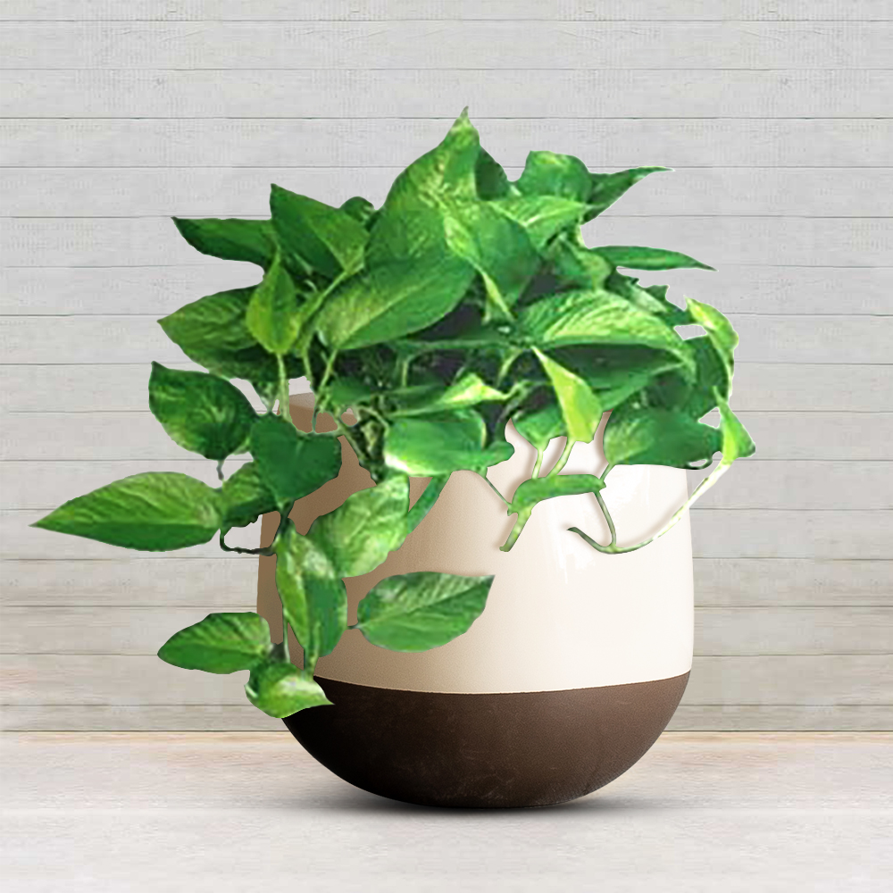 epipremnum aureum pothos plant in frp planter