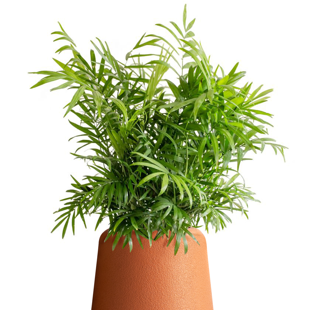 parlor palm plant potted inside a brown cono planter