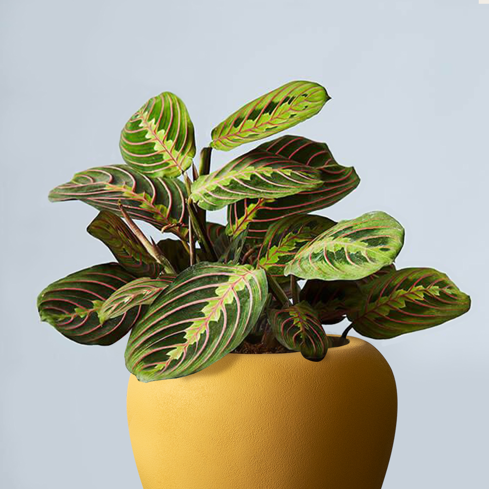 prayer plant potted inside a yellow orino planter by bonasila