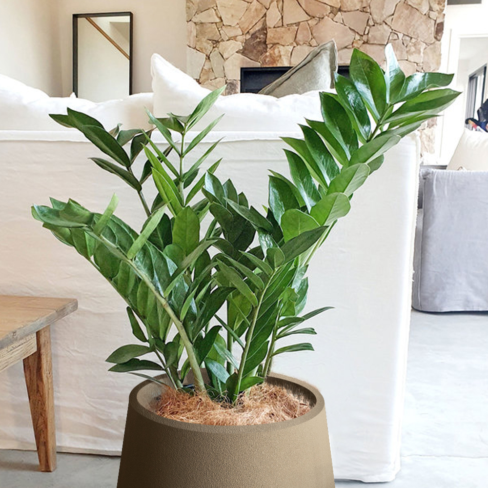 zz plant potted in a designer grey planter