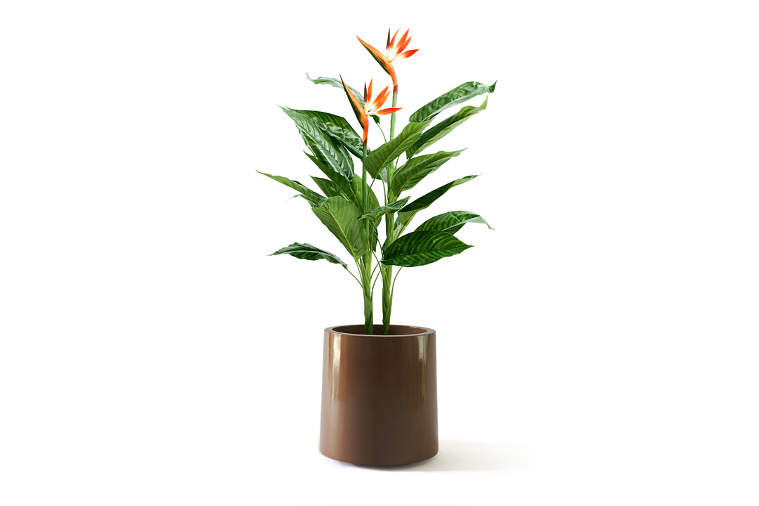 bird of paradise plant planted inside aldero planter