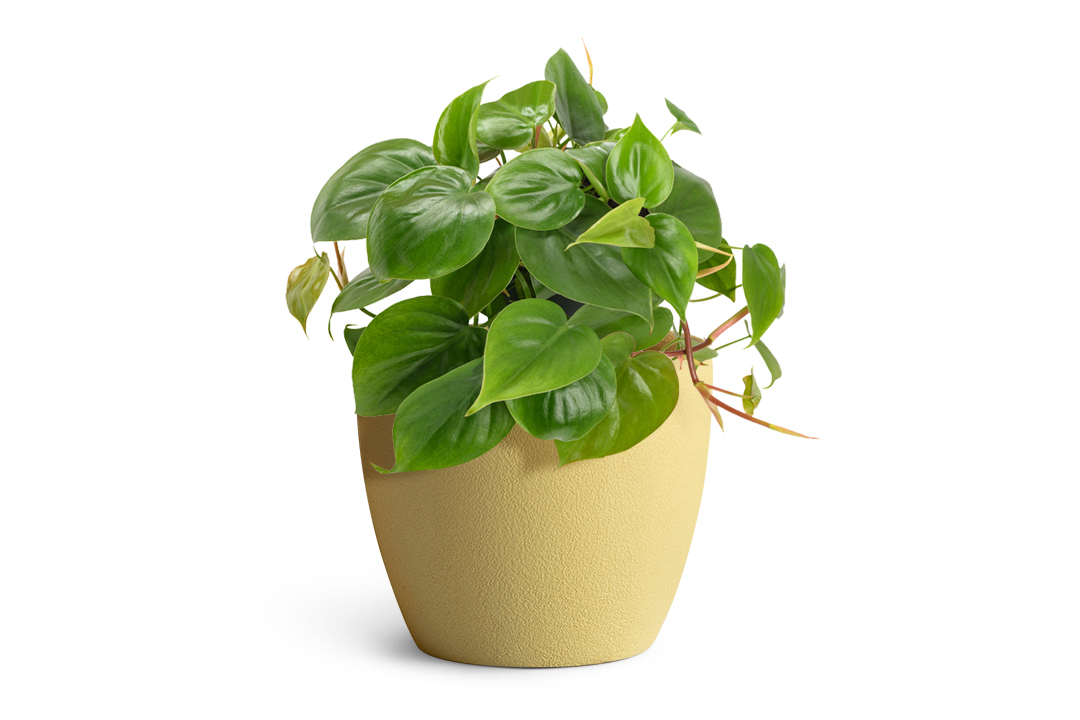 green plant planted in yellow fiberglass planter