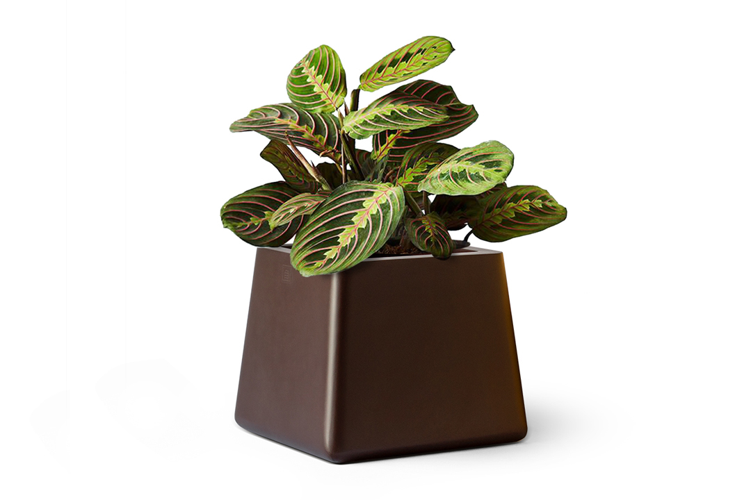 maranta plant planted in a square brown planter