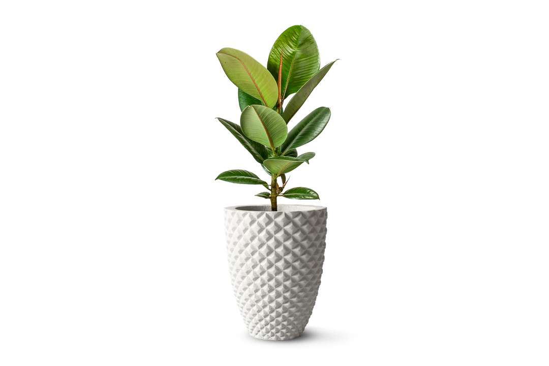 gracili designer planter with rubber plant