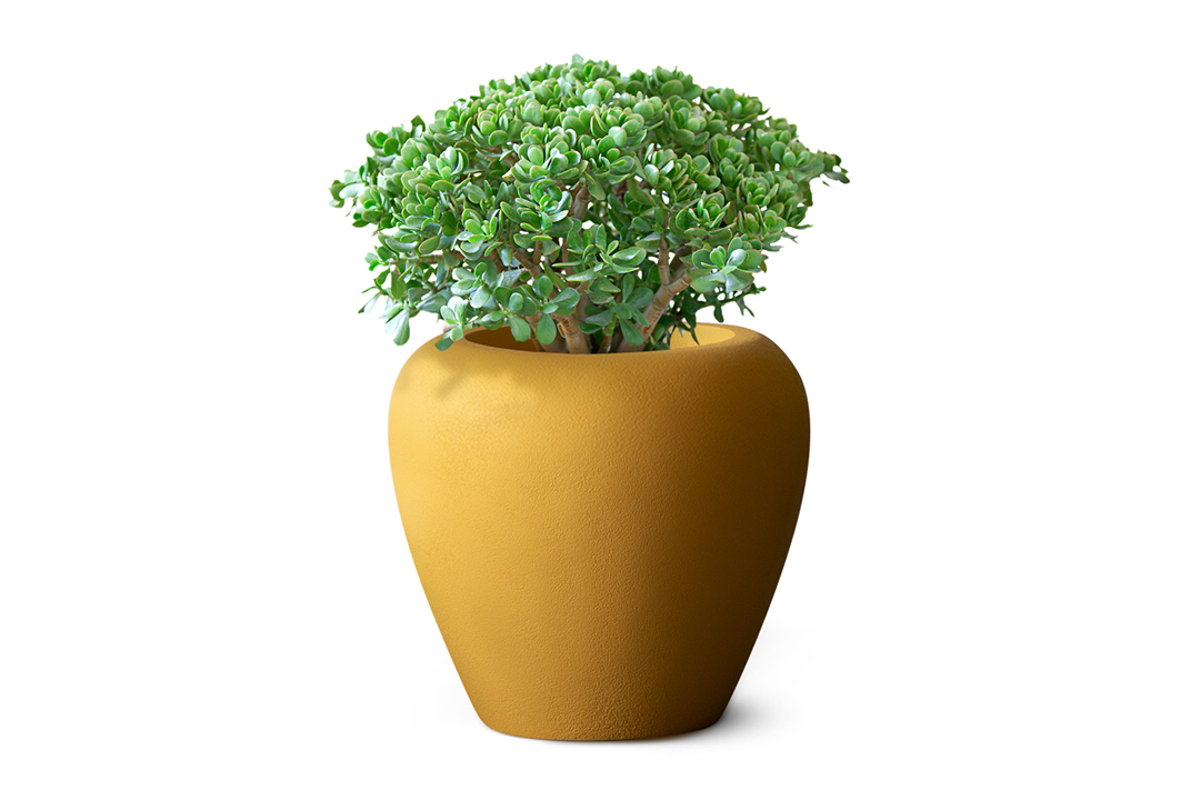 jade plant planted in orino planter made by planter manufacturers in ahmedabad