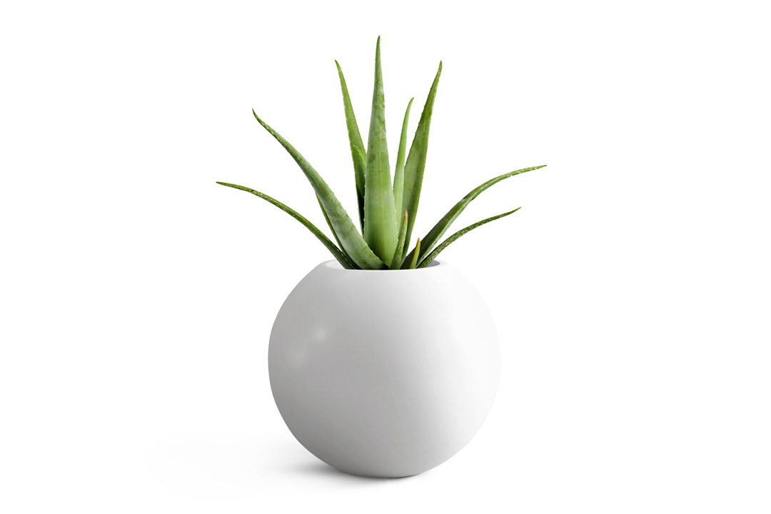 alovera plant planted in white round planter