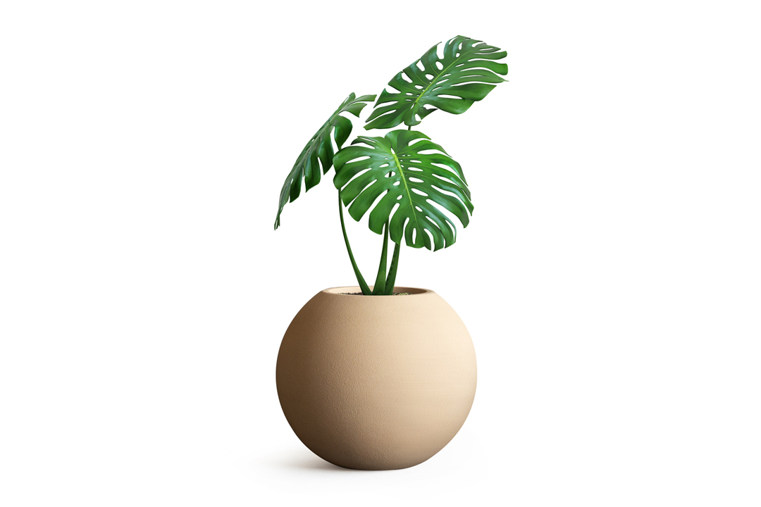 monstera plant placed insideround ovalio planter