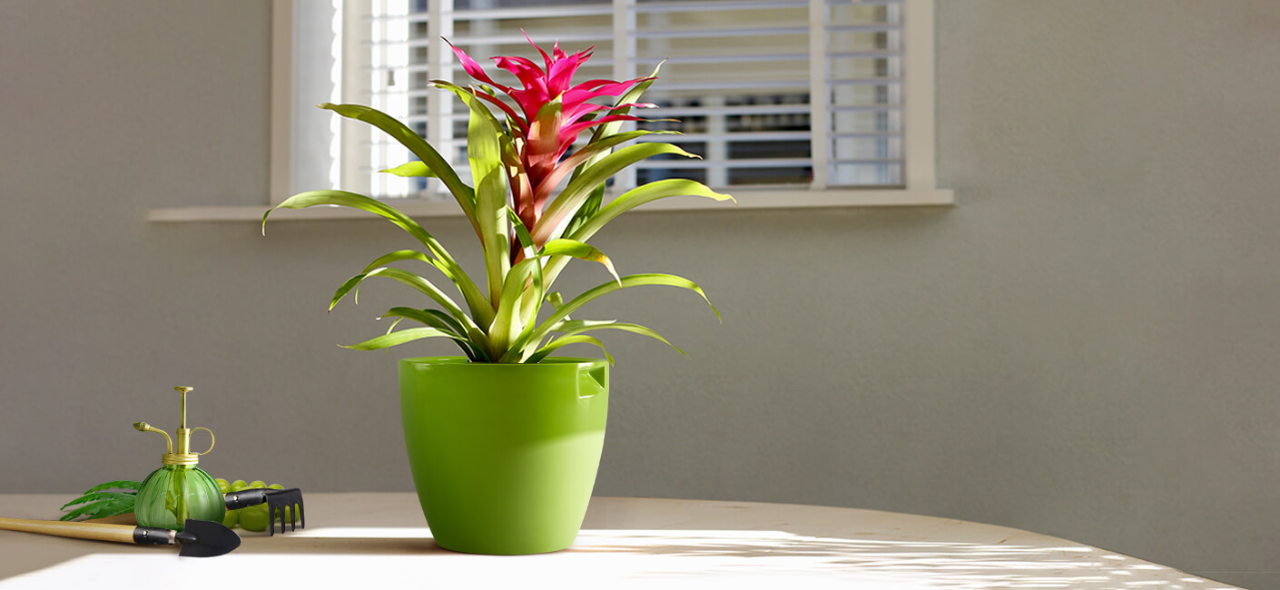 winter care tips for houseplants