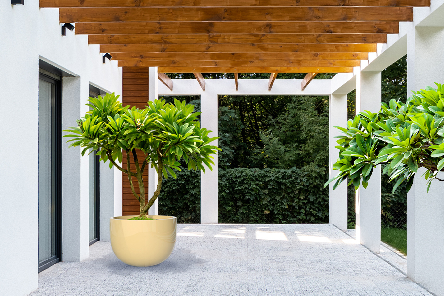 Large Planters to plant big trees outdoor