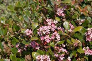 Pink Indian Hawthorn tree