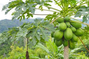 papaya tree with papaya on it