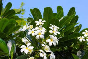 plumeria tree with white plumeria flowers on it
