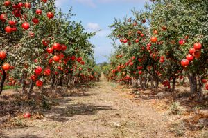 pomegranate trees with pomegranates in a farm