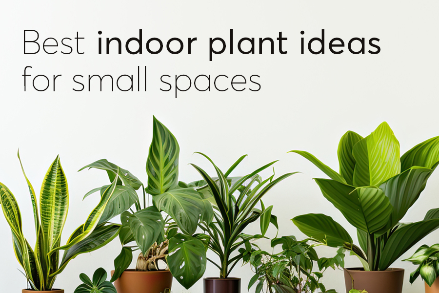 Best Indoor Plant Ideas For Small Spaces