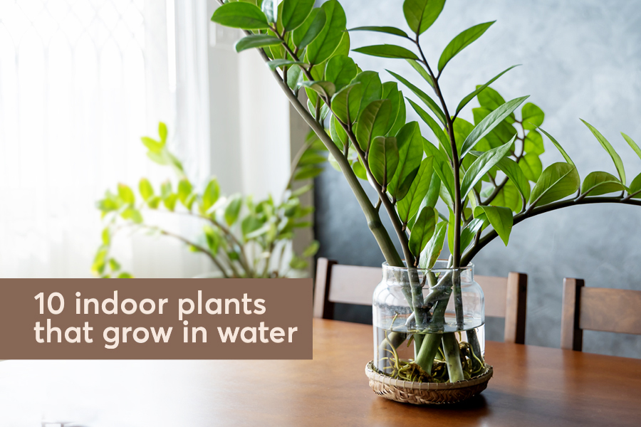 Indoor plants that grow in water
