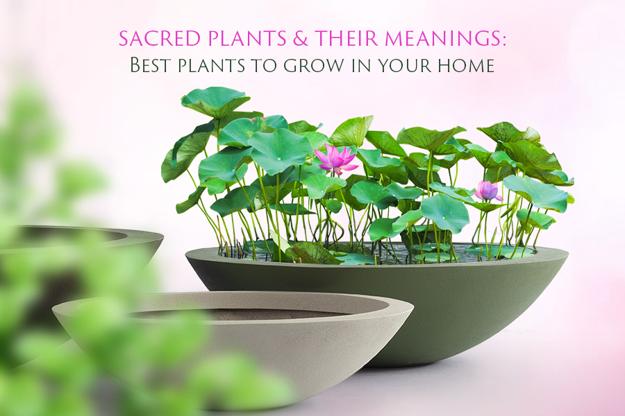 Sacred Plants