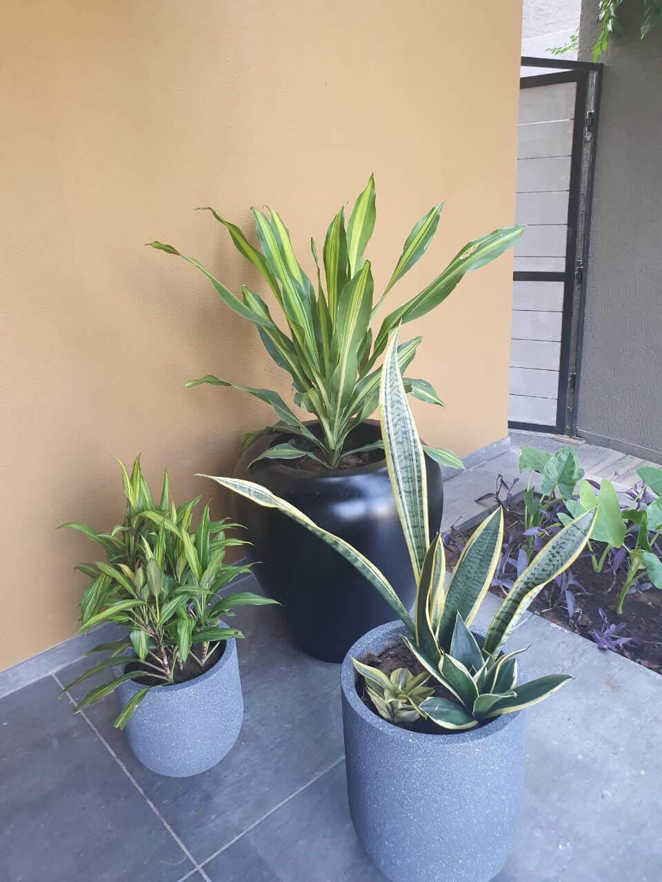 designer indoor planters