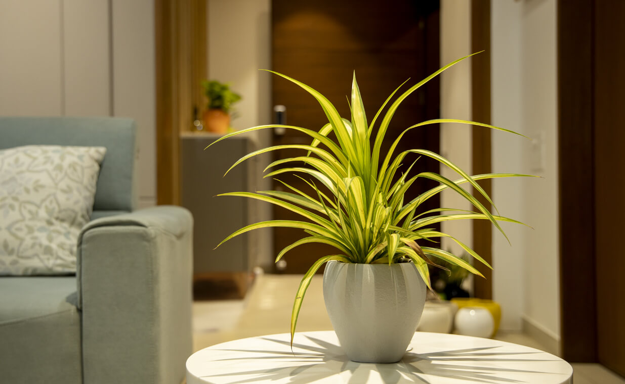 indoor table planter
