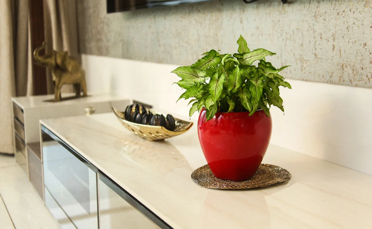 buy small planters online